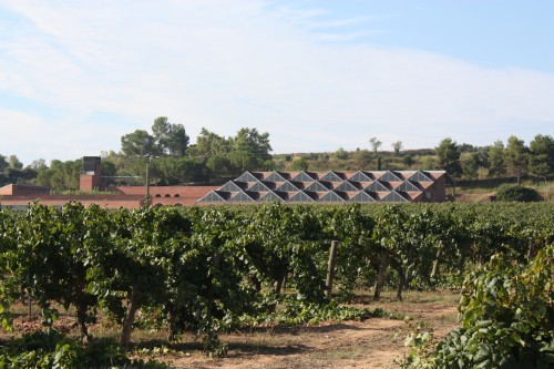 Viñedo y bodega al fondo